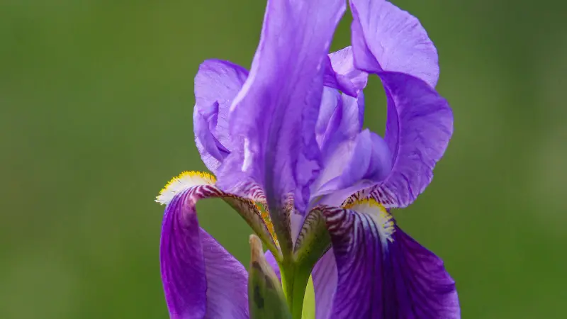 Close-up of a purple Iris flower with a yellow and white beard.