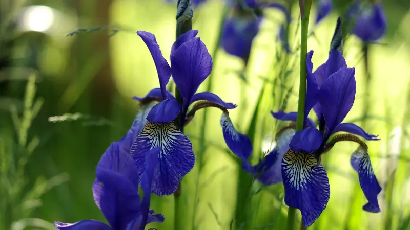 Deep purple Iris flowers blooming in a sunlit garden.