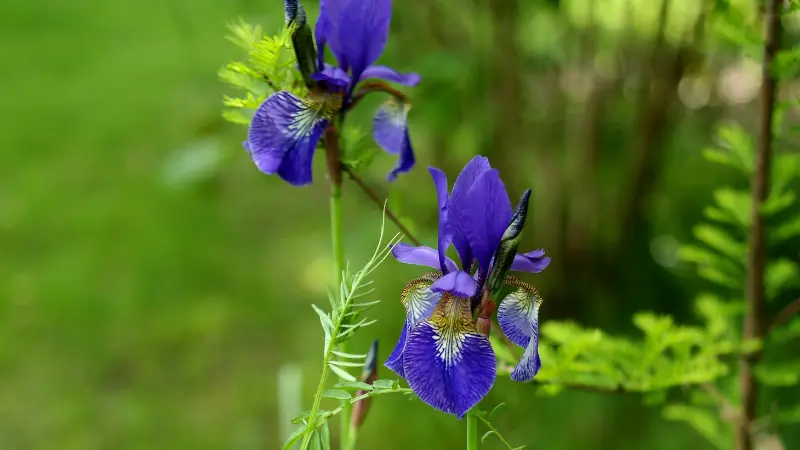 Purple Iris flowers blooming near delicate green fern fronds.