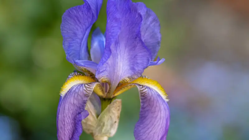 Pale purple Iris flower with a golden-yellow beard in close-up.