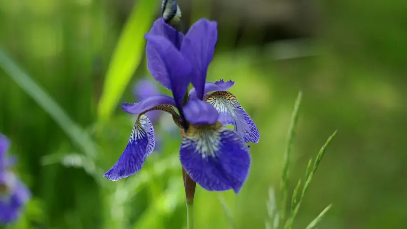 Purple Iris flower showing a yellow-white beard in garden light.