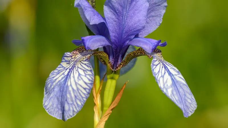 Blue Iris flower with white-veined petals and a yellow beard.
