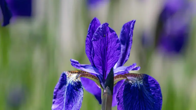 Bold purple Iris flower showing a detailed orange and white beard.