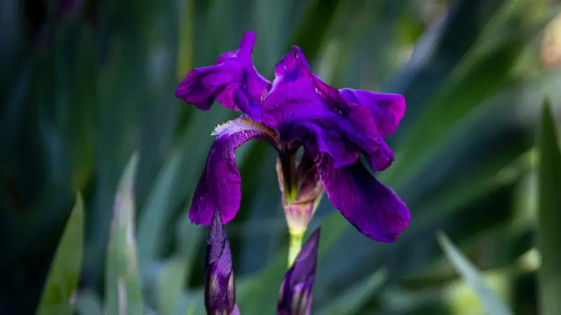 Rich violet Iris flower blooming next to a closed dark bud.