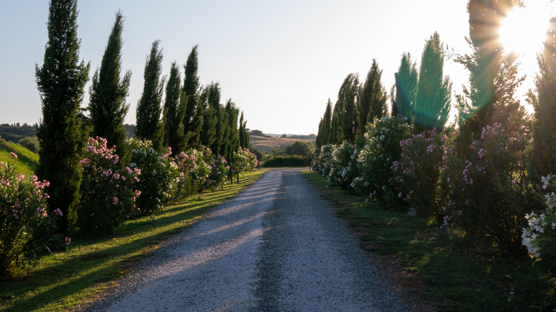 Tall evergreen Italian Cypress with dense foliage