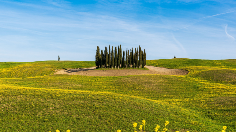 Italian Cypress tree as a garden focal point