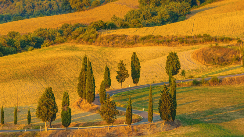 Ornamental Italian Cypress in a formal landscape