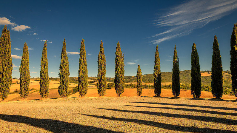 Tall Italian Cypress tree with dense evergreen foliage in a landscape