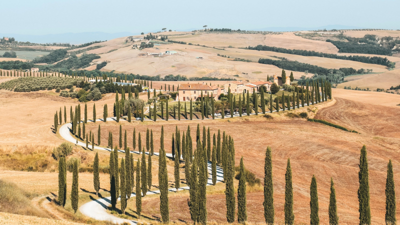 Row of Italian Cypress trees lining a garden pathway