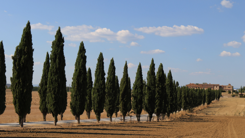 Italian Cypress tree with tall evergreen columnar shape