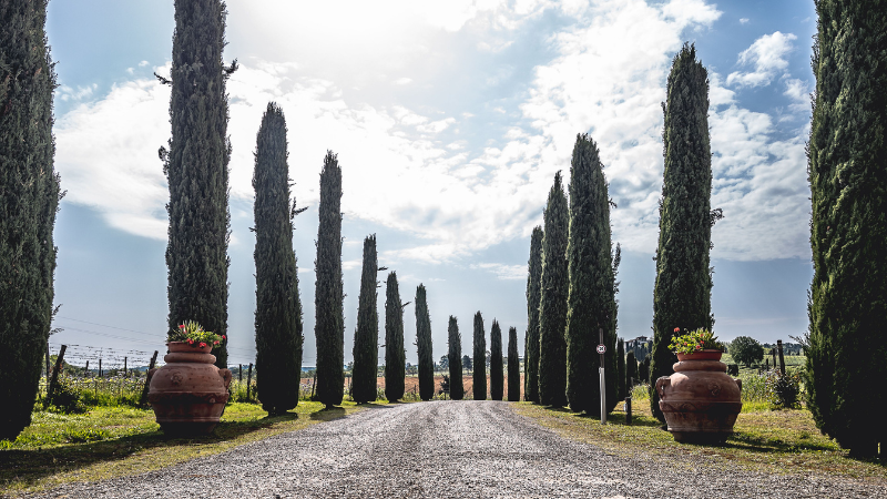 Italian Cypress tree in a Mediterranean-style landscape