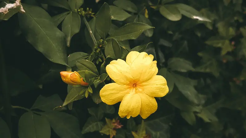 Yellow Italian Jasmine flower with an orange bud on dark green leaves.