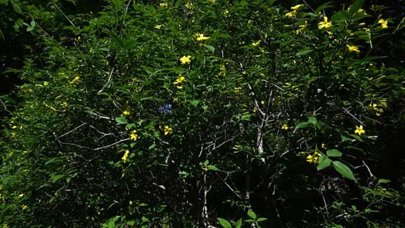 Yellow Italian Jasmine flowers blooming on a wild sunlit shrub.