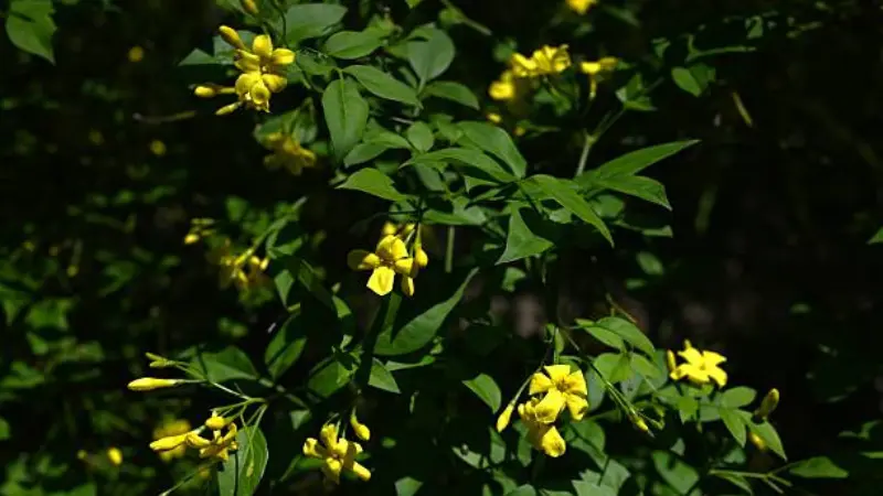 Scattered yellow Italian Jasmine flowers blooming on a dark green shrub.