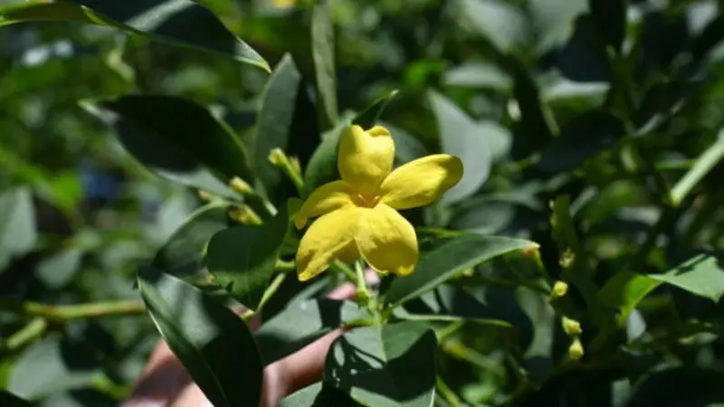 Yellow Italian Jasmine flower with a bud surrounded by glossy green leaves.