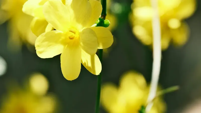 Close-up of a bright yellow Italian Jasmine flower on a green stem.