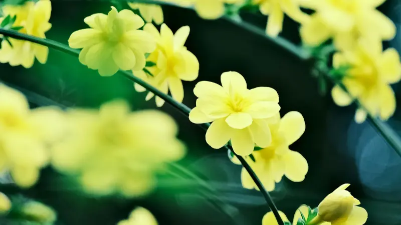 Pale yellow Italian Jasmine flowers blooming in soft natural light.