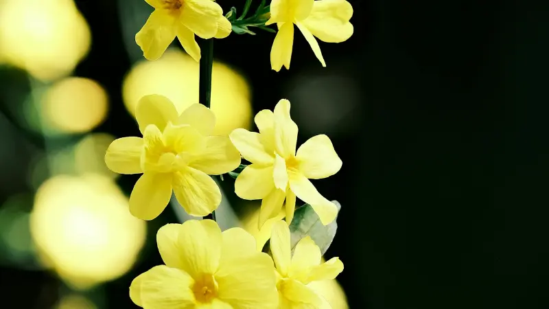 Yellow Italian Jasmine flowers with a golden bokeh light background.