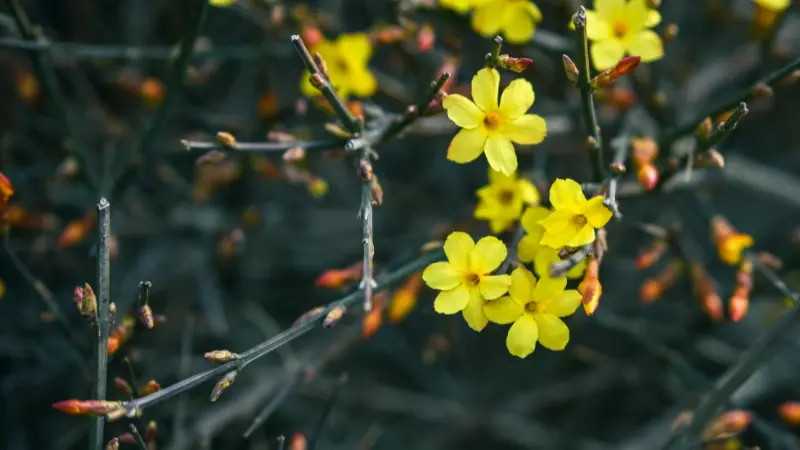 Yellow Italian Jasmine flowers blooming on bare branches with buds.