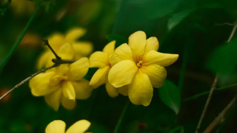 Yellow Italian Jasmine flowers blooming amid dark green foliage.