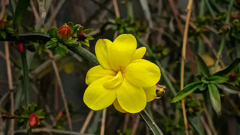 Yellow Italian Jasmine flower with red buds on a woody branch.