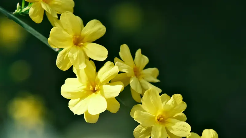 Cluster of yellow Italian Jasmine flowers blooming on a green stem.