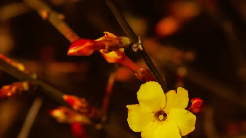 Yellow Italian Jasmine flower glowing among reddish-orange buds.