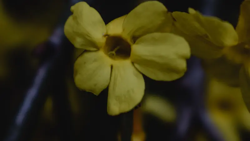 Close-up of a yellow Italian Jasmine flower with a dark brown center.