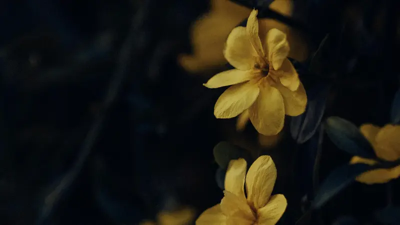 Yellow Italian Jasmine flowers glowing softly in dark moody light.