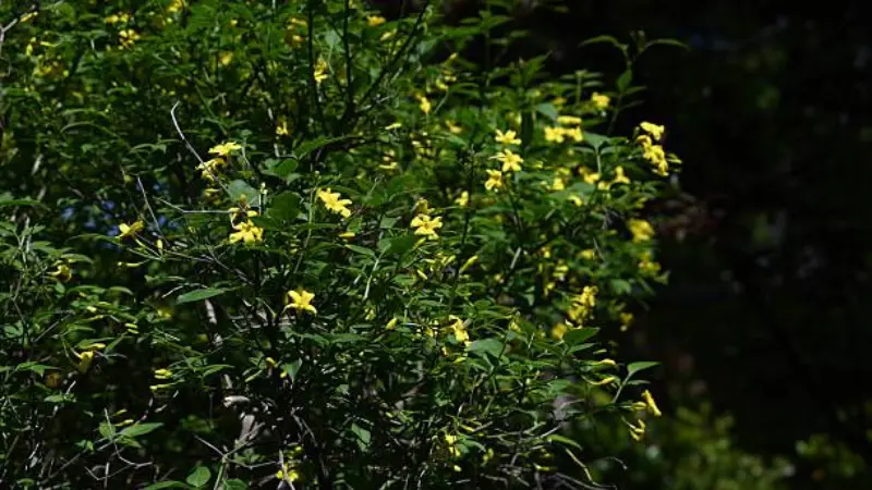 Yellow Italian Jasmine flowers blooming on a shadowed green bush.