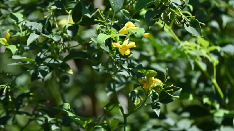 Yellow Italian Jasmine flowers blooming on a sunlit green shrub.