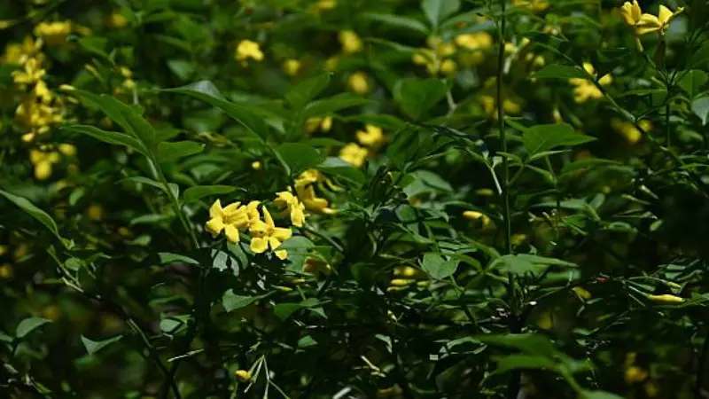 Scattered yellow Italian Jasmine flowers blooming on a green bush.