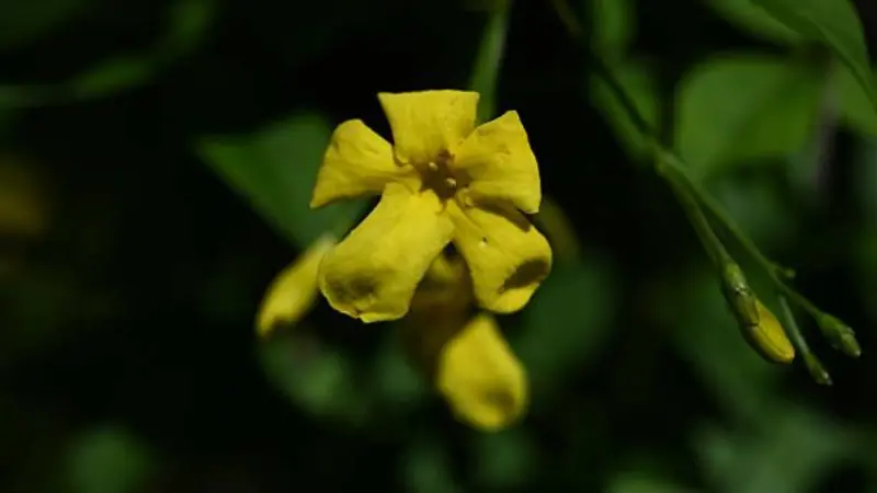 Bright yellow Italian Jasmine flower showing a star-shaped petal pattern.