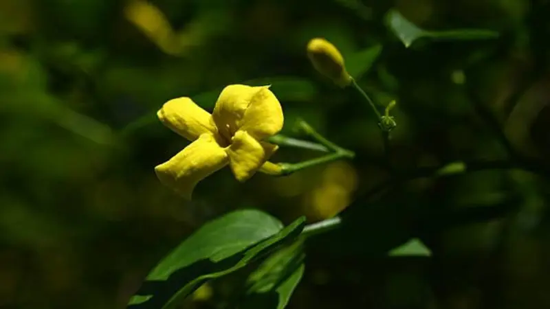Single yellow Italian Jasmine flower beside a closed green bud.