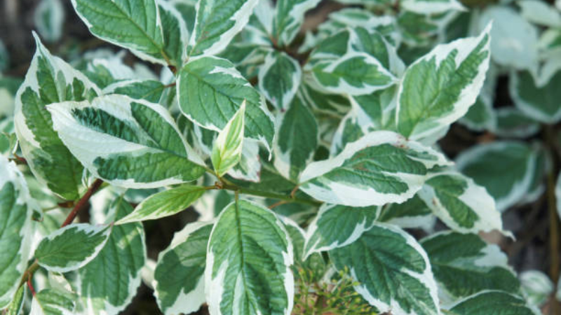 Close-up of Ivory Halo Dogwood variegated leaves