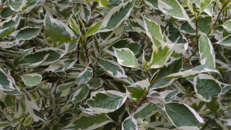 Ivory Halo Dogwood planted along a garden border