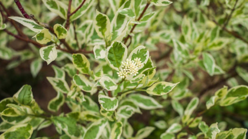 Ornamental Ivory Halo Dogwood with compact growth