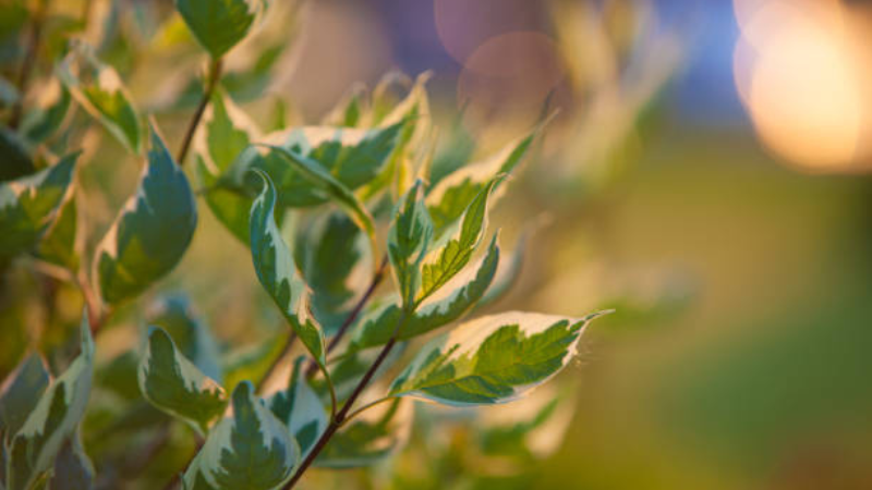Ivory Halo Dogwood with bright red stems in winter