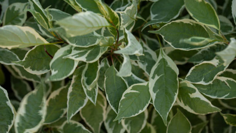 Ivory Halo Dogwood shrub with variegated foliage and bright red stems