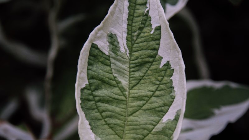Ivory Halo Dogwood shrub with variegated green and white leaves
