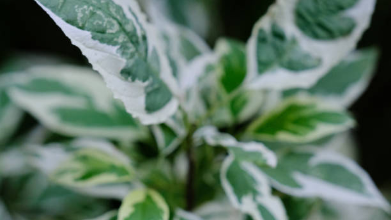 Ivory Halo Dogwood with creamy white-edged green leaves