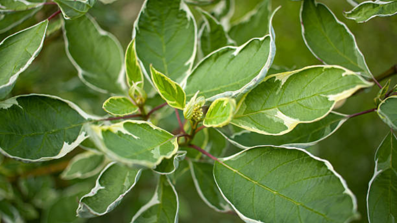 Ivory Halo Dogwood blooming with delicate white flowers