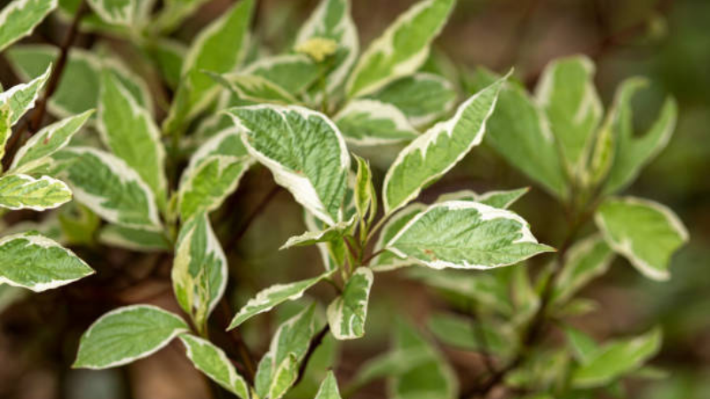 Ivory Halo Dogwood growing under bright natural light