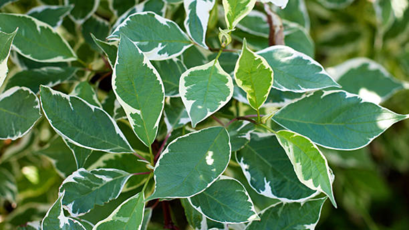 Ivory Halo Dogwood shrub enhancing a garden landscape