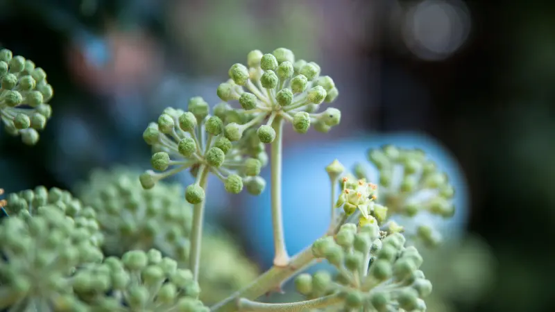 Ivy flower umbel with tight round green buds against a blurred blue background.