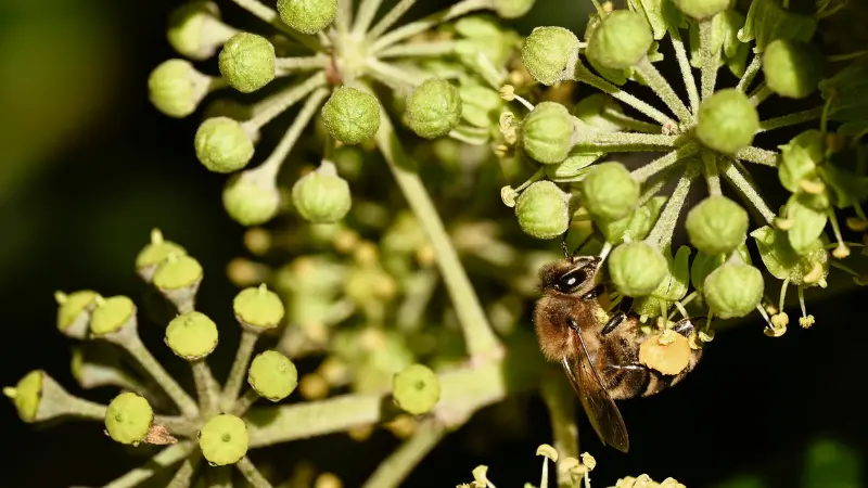 Honeybee with pollen sacs foraging on Ivy flower buds.