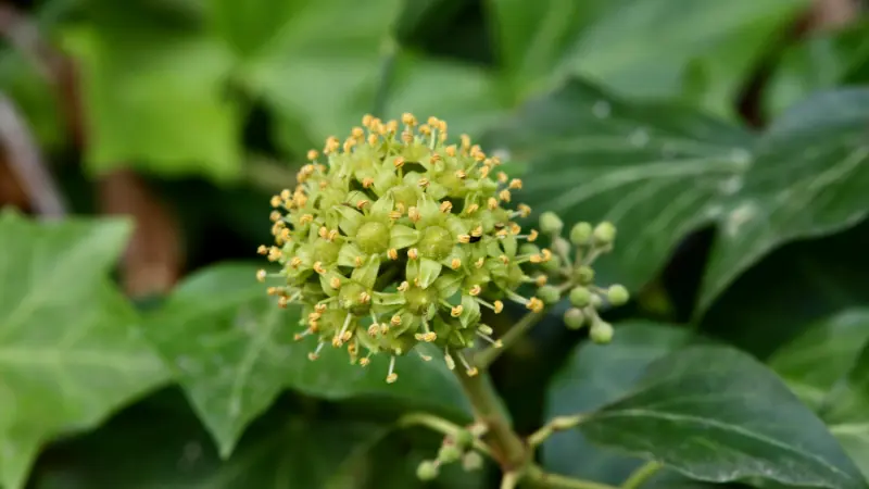 Single open Ivy flower umbel with yellow stamens and green leaves behind.