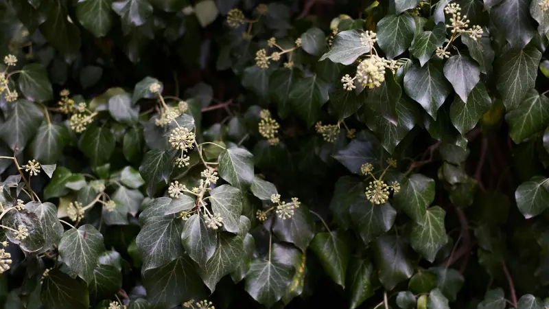 Ivy plant covering a wall with small white star-shaped Ivy flowers throughout.