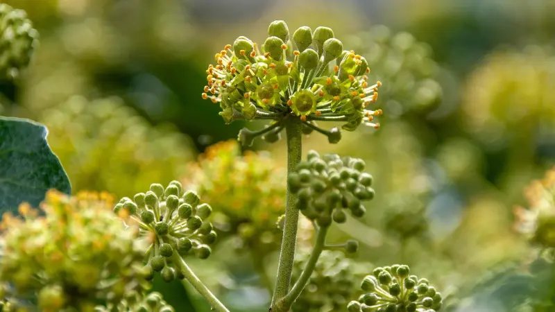 Close-up of a single Ivy flower umbel with yellow stamens in bright sunlight.