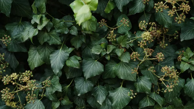 Thick Ivy wall covered in green leaves and small yellowish Ivy flower buds.